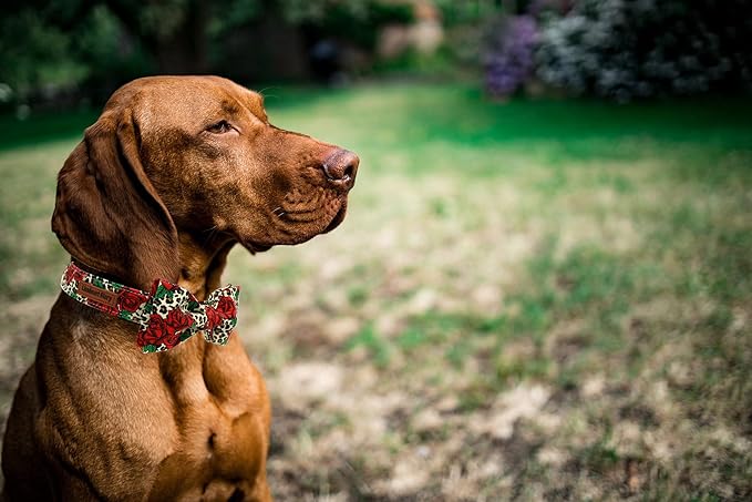 Lionheart glory Premium Dog Collars, Bowtie Dog Collar, Adjustable Heavy Duty Dog Collar with Bow for Medium Dogs