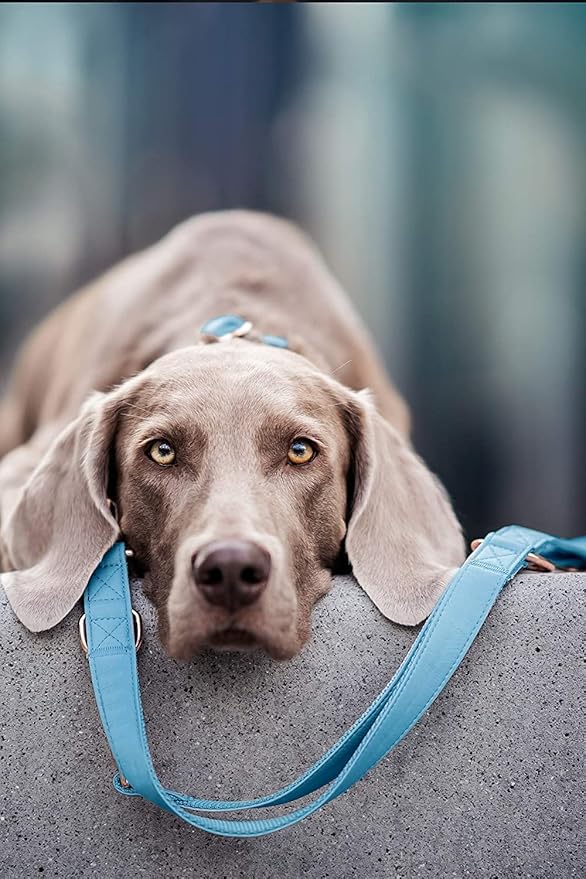 Soft Leather Dog Collar and Leash (6.6') Set - Stylish Rose Gold Heavy Duty Metal Buckle, 4 Adjustable Lengths Leash for Small Medium Large Dogs - Comfortable & Easy to Clean Light Blue XS(8"-12")