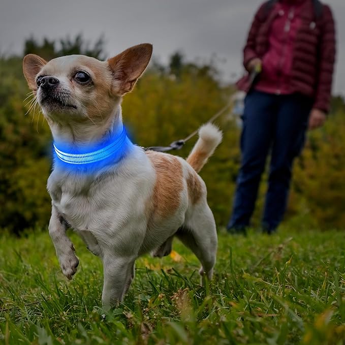 Illumifun LED Collar for Small Dogs - USB Rechargeable Dog Safety Collar Light, Adjustable Nylon Webbing Light Up Collar for Your Pups (Blue, X-Small)