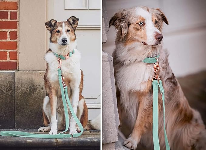 Soft Leather Dog Collar and Leash (6.6') Set - Stylish Rose Gold Heavy Duty Metal Buckle, 4 Adjustable Lengths Leash for Small Medium Large Dogs - Comfortable & Easy to Clean Mint Green M(13.8"-19.7")
