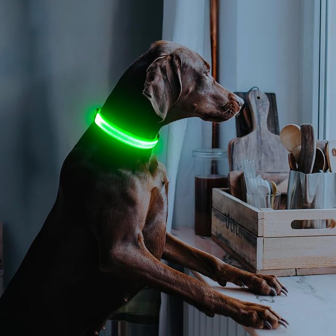 Illumifun Light Up Dog Collar, USB Rechargeable LED Dog Collar Adjustable Glow in The Dark Pet Collar Safety Dog Lights for Night Walking (Green, Medium)
