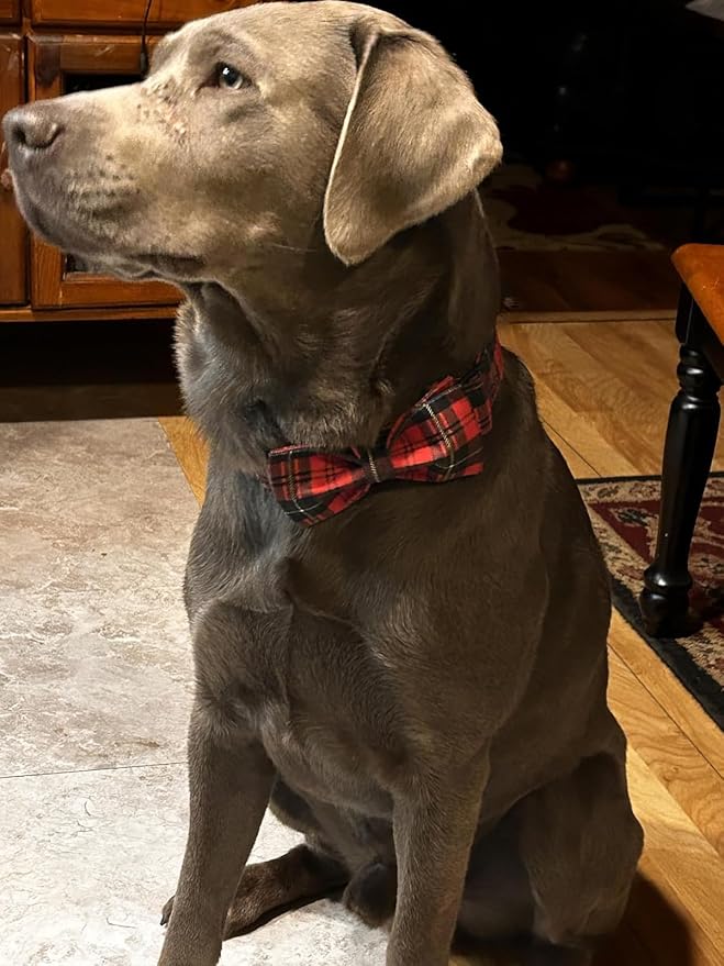 Lionet Paws Christmas Dog Collar with Bowtie, Dog Bowtie Collar with Metal Buckle for Dogs, Adjustable Comfortable Dog Collar Girl Boy Gift, L, Neck 16-24 in