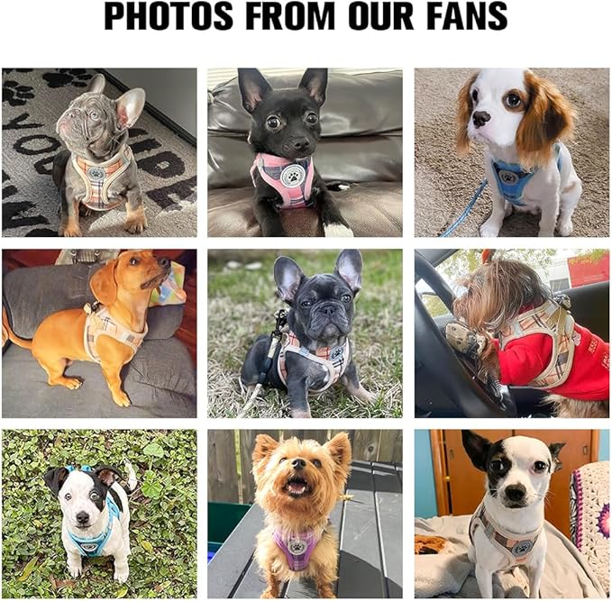 BEAUTYZOO Step in Dog Harness and Leash Set,Reflective Dog Harness No Pull No Choke Puppy Harness for Small Medium Large Dogs Cats,Soft Padded Mesh Vest Harnesses for Girl and Boy Pets, Bee M