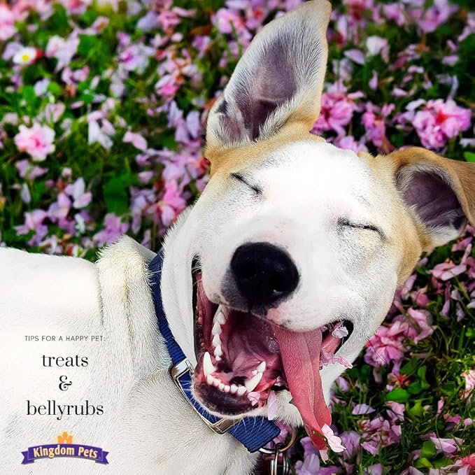Chicken Jerky Dog Treats with Only 3 Ingredients and No Fillers, 3 Pound Bag