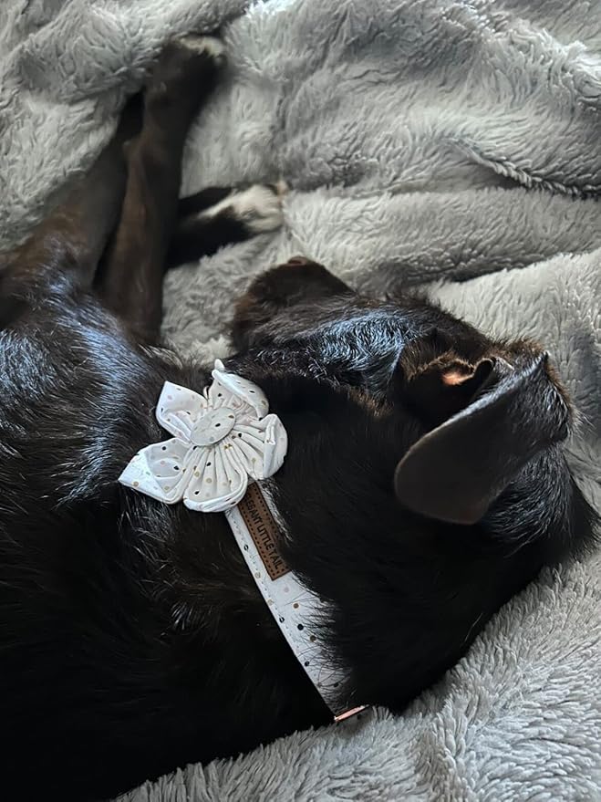 Elegant Little Tail Cute Pet Collar with Flower, Adjustable for X-Small Dogs