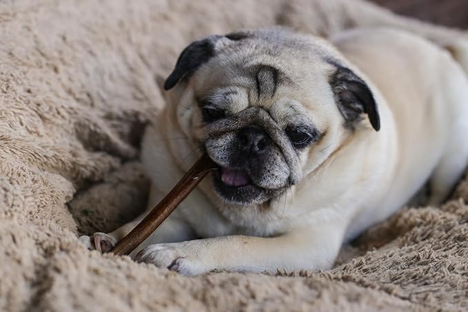 Top Dog Chews 6" Bully Sticks - 25 Pack, All-Natural, Roasted, Sourced from Free-Range Beef, High Protein, Low Fat Dog Chews for Healthy Teeth, Gums & Chewing Satisfaction.