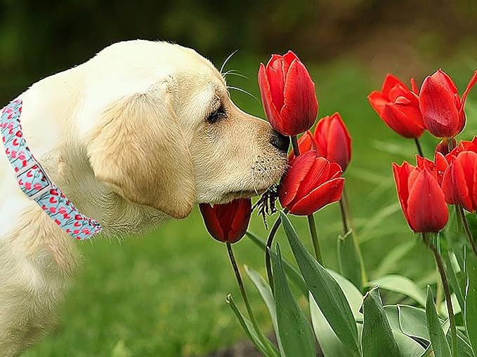 Lionet Paws Design Dogs Collar Cute Flower Sailor Bow Dog Collars for Girl Female Medium Large Dogs with Tulips XL