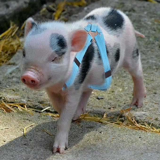 Animal Harness, Medium, Pink and Blue - 2 Pieces Adjustable Harness with Leash Set for Small Pig, Dog, Rabbit Walking, Running and Playing