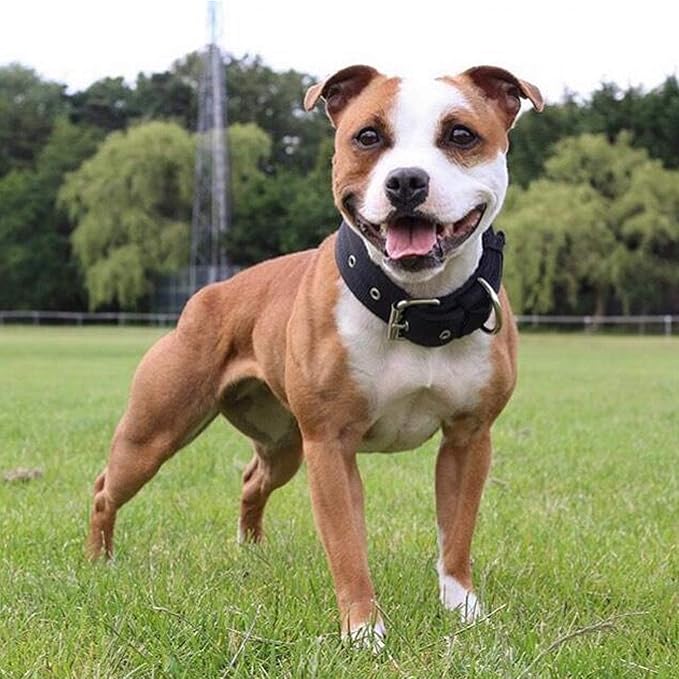 Heavy Duty Tactical Dog Collar - 1.5" Width Military Durable Thick Nylon with Adjustable Metal D Ring & Buckle Working Training K9 Collar for Medium Large Dogs (M(17"-20"), Black)