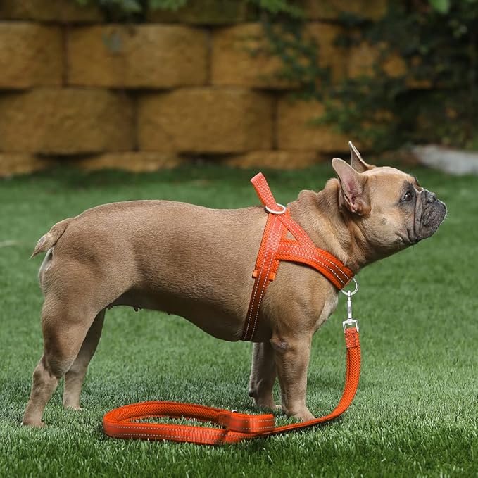 Plutus Pet No Pull Dog Harness with Breathable Mesh Padded, Adjustable Reflective Escape Proof Dog Harness, Quick Fit Dog Vest Harness for Small Medium Large Dogs(M, Orange)