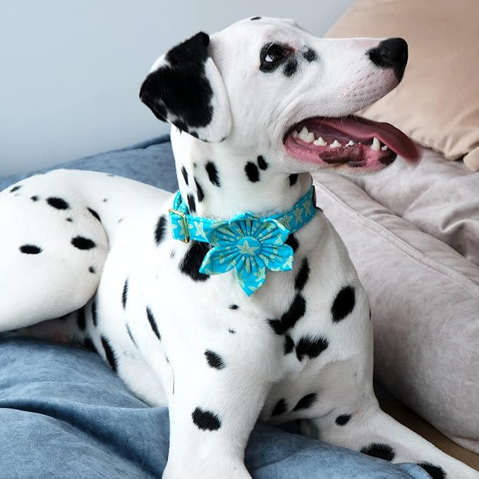 Lionet Paws Summer Female Dog Collar with Flower, Soft Comfortable Adjustable Starfish Collar for Puppies and Cats, XS, Neck 8-12 inches