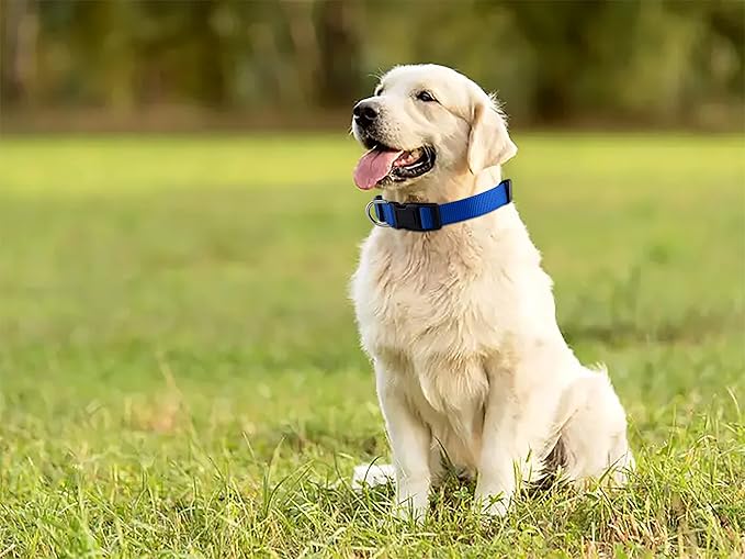Native Pup Basic Nylon Dog Collar, Adjustable for Small, Medium, Large pet and Puppies Accessories, Cute Colors for Male, Female, boy, Girl, Puppy (Small, Dark Blue)