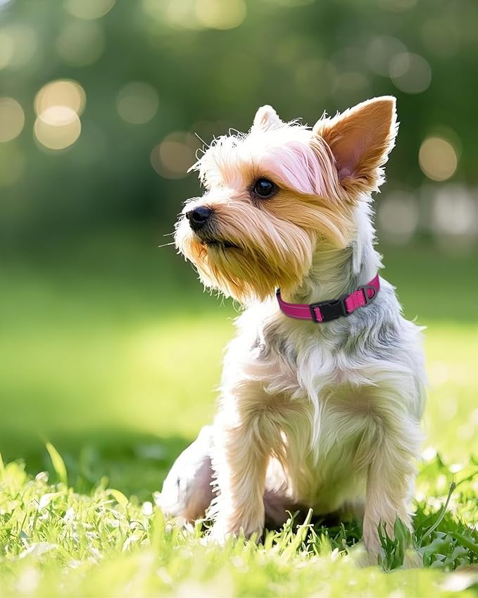 Joytale Small Dog Collar, Reflective and Adjustable Nylon Collar with Quick-Release Buckle, Lightweight No-Choke Design for Small Dogs, Hotpink, 3/4" Width