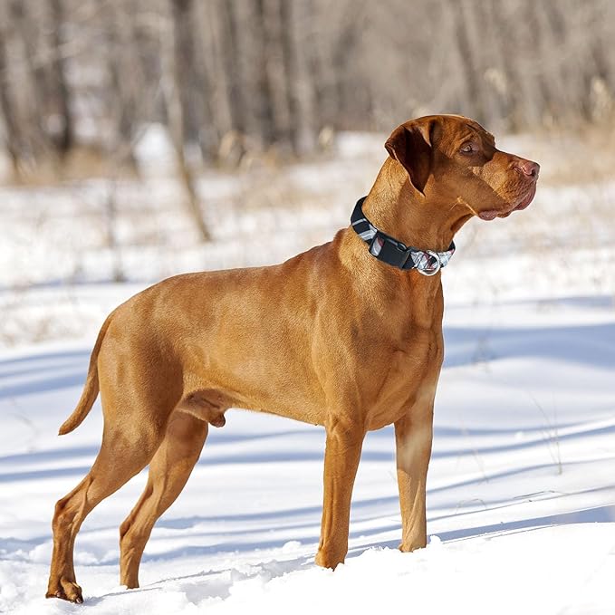 Nylon Dog Collar Soft Neoprene Padded Adjustable Dog Collars for Small Medium Large Dogs (S Neck 12"-15.5", Black)