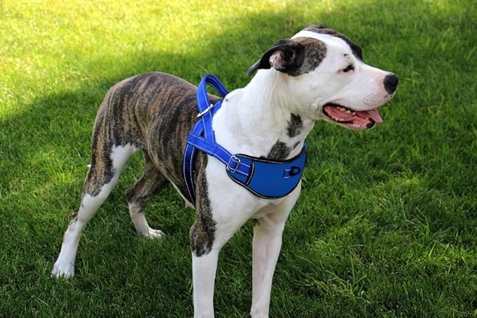 Max and Neo Passport Reflective Dog Harness - We Donate a Harness to a Dog Rescue for Every Harness Sold (Medium (19"-24.5" Chest Girth), Orange)