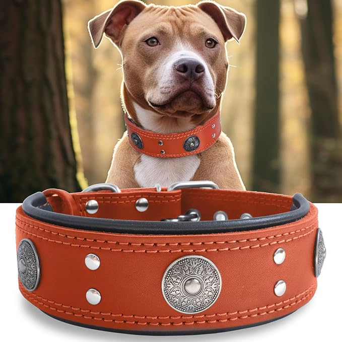 Leather Dog Collar, 2 inches Wide Heavy Duty Genuine Leather Collars, Handmade, Soft, and Luxury, Eye-catching Best Choice for Large and Medium Breed Dogs, Orange 22.5-26.5 inches
