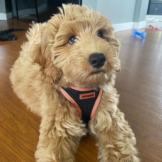 Voyager Step-in Air All Weather Mesh Harness and Reflective Dog 5 ft Leash Combo with Neoprene Handle, for Small, Medium and Large Breed Puppies by Best Pet Supplies - Black/Orange Trim, X-Small