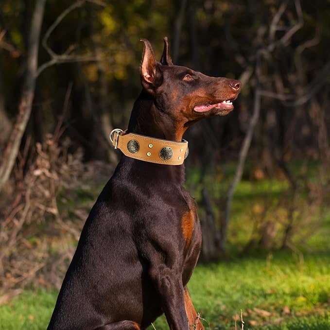 Leather Dog Collar for Large Dogs, 2" Wide Durable Thick Strong Genuine Leather Spike Dog Collar with Metal Buckle, Padded Collar with Studded Design for Large & XL Breeds (Orange,L,XL)