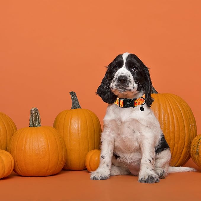 Halloween Pumpkin Dog Collar,Lightweight Orange Halloween Puppy Collar with Plastic Buckle,Fancy for Dogs,Suitable for Small Medium Large Girl or Boy Dogs