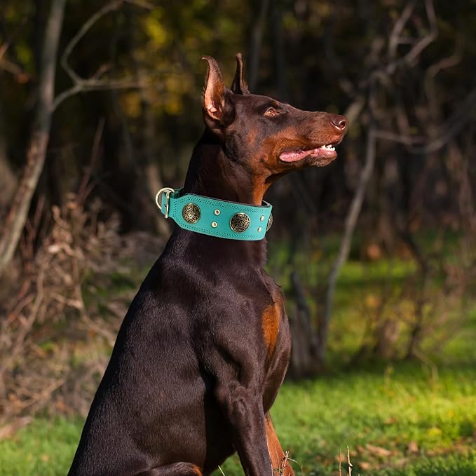 Leather Dog Collar for Large Dogs, 2" Wide Durable Thick Strong Genuine Leather Spike Dog Collar with Metal Buckle, Padded Collar with Studded Design for Large & XL Breeds (Teal,L,XL)