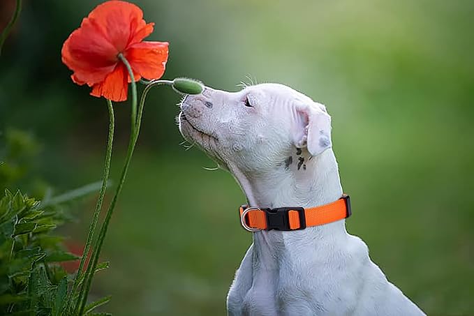 Native Pup Basic Nylon Dog Collar, Adjustable for Small, Medium, Large pet and Puppies Accessories, Cute Colors for Male, Female, boy, Girl, Puppy (Large, Orange)