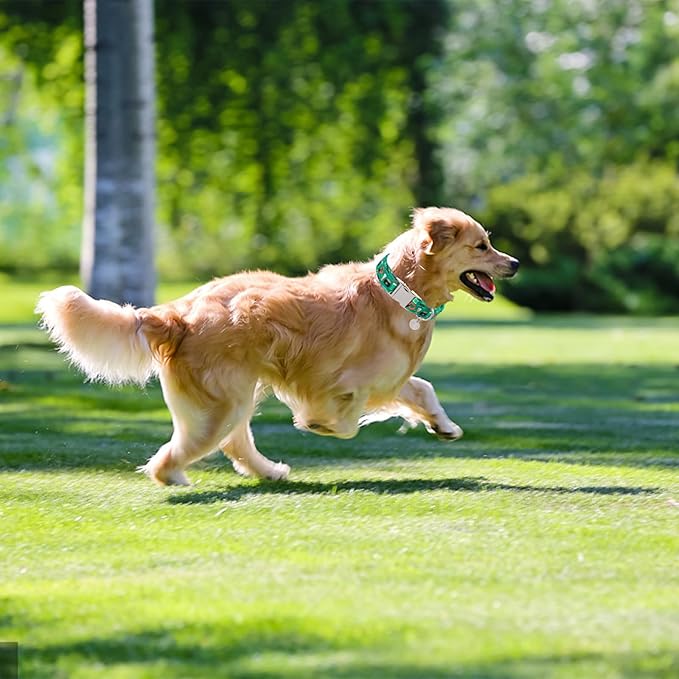 St. Patrick's Dog Collar, Cotton St. Patricks Clover Collar for Puppy Girl Boy Dog or Cat, Lucky Shamrock Dog Collar with Metal Buckle, Green, Spring, S