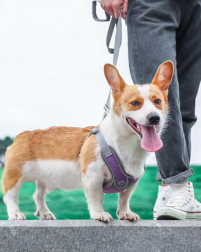 Large Dog Harness and Leash Set,No Pull Adjustable Step in Soft Mesh Vest Harness,Easy Walk Reflective Pet Harness with Padded Handle for Walking Training Small Medium Large Dogs and Cats (Purple, L)