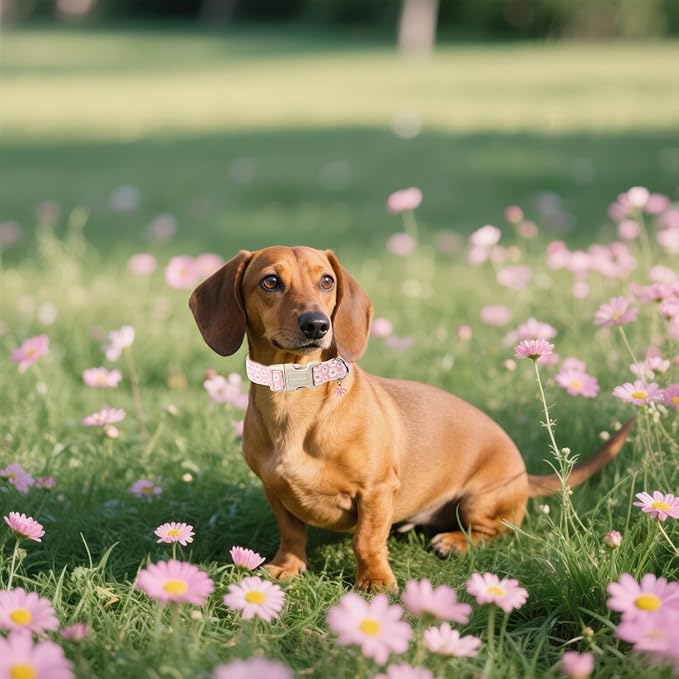 Lionet Paws Floral Dog Collar- Cute Daisy Pink Dog Collars with Plastic Buckle, Light Adjustable Dog Collars for Medium Dogs