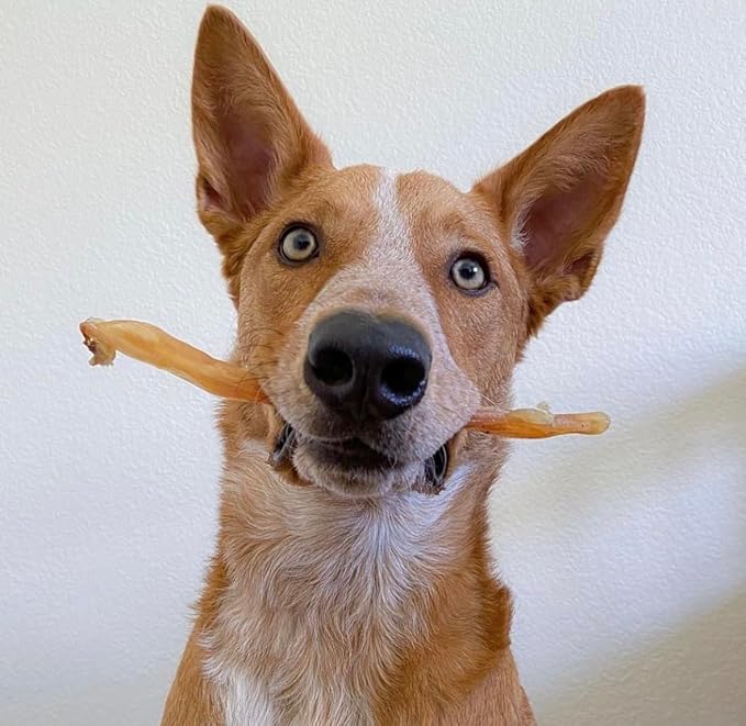 Beef Tendons for Dogs Made in USA. 6-10 Inch Grass Fed Farm-Raised American Beef Dog Treats. All Natural Dog Dental Chews. Grain Free Odor-Free Beef Dog Chews 5 Count