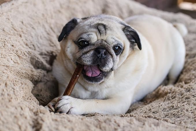 Top Dog Chews 6” Bully Sticks –100% Natural, Grass-Fed Beef from Free-Ranging Cattle, 25 Pack, Long Lasting Dog Treats. Ideal for Chewing, Healthy Teeth & Gums