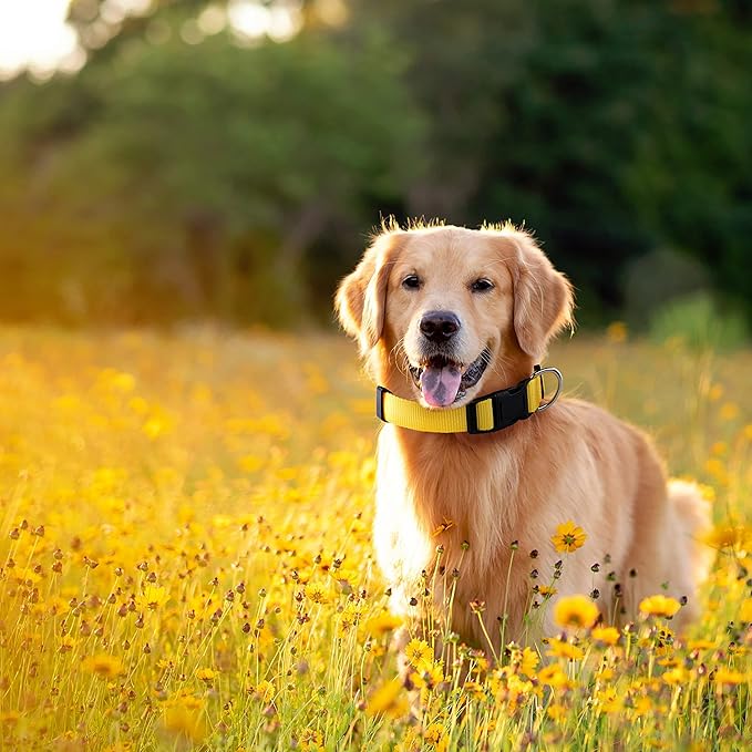 Native Pup Basic Nylon Dog Collar, Adjustable for Small, Medium, Large pet and Puppies Accessories, Cute Colors for Male, Female, boy, Girl, Puppy (Large, Yellow)