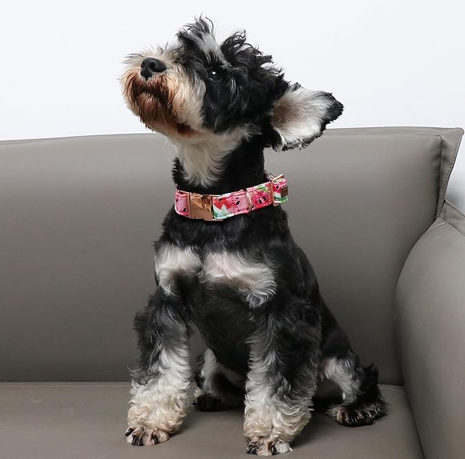 Unique Style Paws Dog Collar Metal Buckle Watermelon Cute Collar for Small Medium Large Dogs