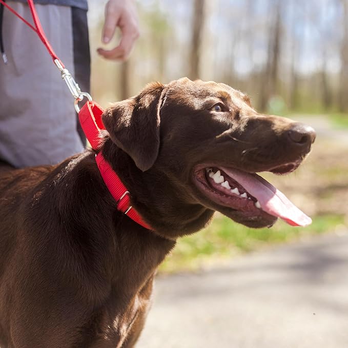 Country Brook Petz Martingale Dog Collar - Heavy-Duty Training Collar with No Buckle - Service Dog Collar for All Pups - Vibrant, Colorful Collection (Red, 3/8 Inch, 3XS)
