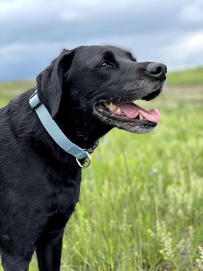 Native Pup Basic Nylon Dog Collar, Adjustable for Small, Medium, Large pet and Puppies Accessories, Cute Colors for Male, Female, boy, Girl, Puppy (Small, Light Blue)