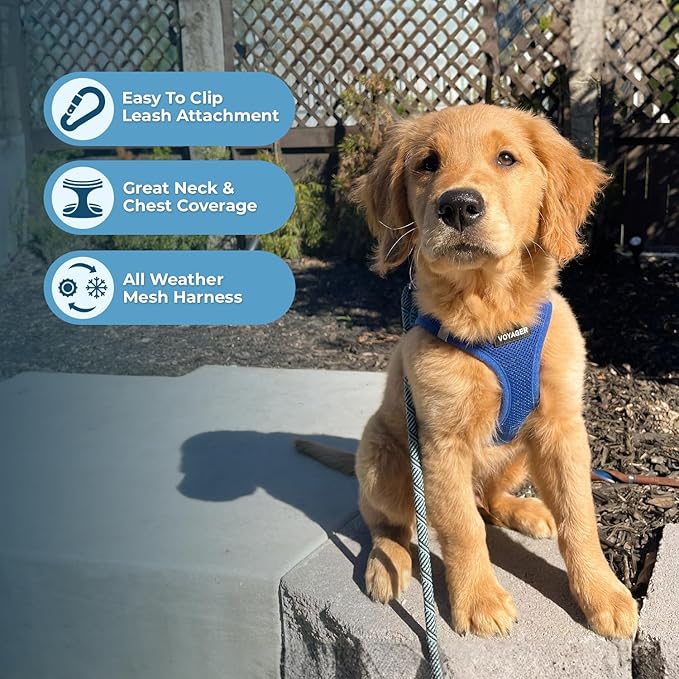 Voyager Step-In Air Dog Harness by Best Pet Supplies - All Weather Mesh Step in Vest Harness for Small and Medium Dogs, Royal Blue, size XS - Chest: 13 - 14.5"