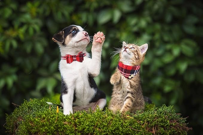 3 PCS Puppy Collar and Leash Set Dog Collars for Small Dogs Dog Bow Tie with Bell Puppy Bandana Leather Dog Collar for Small Dogs Puppies and Cats(Red)