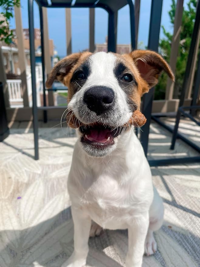 Nylabone Nubz Natural Edible Dog Chew Treats for Small Dogs, Long Lasting Dog Bones Made in USA, Chicken Flavor Dental Chews, for Dogs Up to 25 lbs. (8 Count)