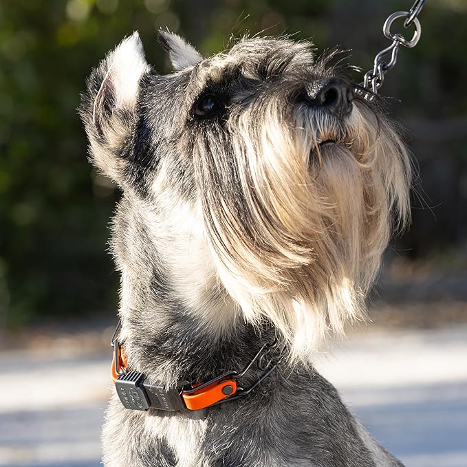 Herm Sprenger Black Stainless Steel Dog Collar with Quick Release ClicLock Buckle and Biothane Insert Training Collar Made in Germany (Hunter Orange, 23in x 3.2mm(Neck Size up to19-20in))