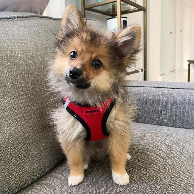 Voyager Step-in Air Dog Harness - All Weather Mesh, Reflective, No Pull Harness for Small, Medium Dogs, Cats - Secure with Hook & Loop Fastener, Buckle, Double D-Rings - Red/Black Trim, XXXS