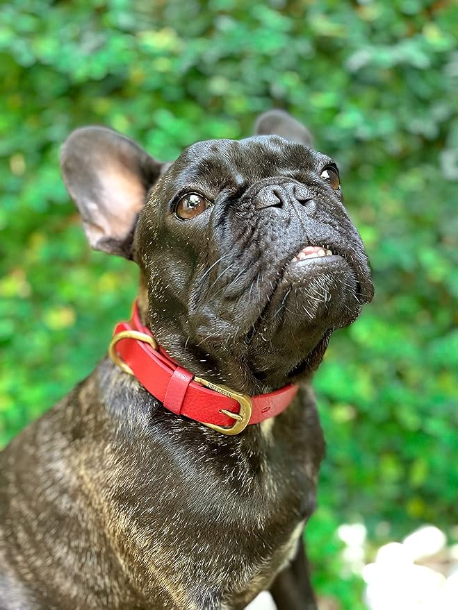 Tuff Pupper Classic Heavy Duty Dog Collar | 10x Stronger Than Leather | 100% Waterproof & Odor Proof Dog Collar | Tough Rust-Proof All Metal Hardware