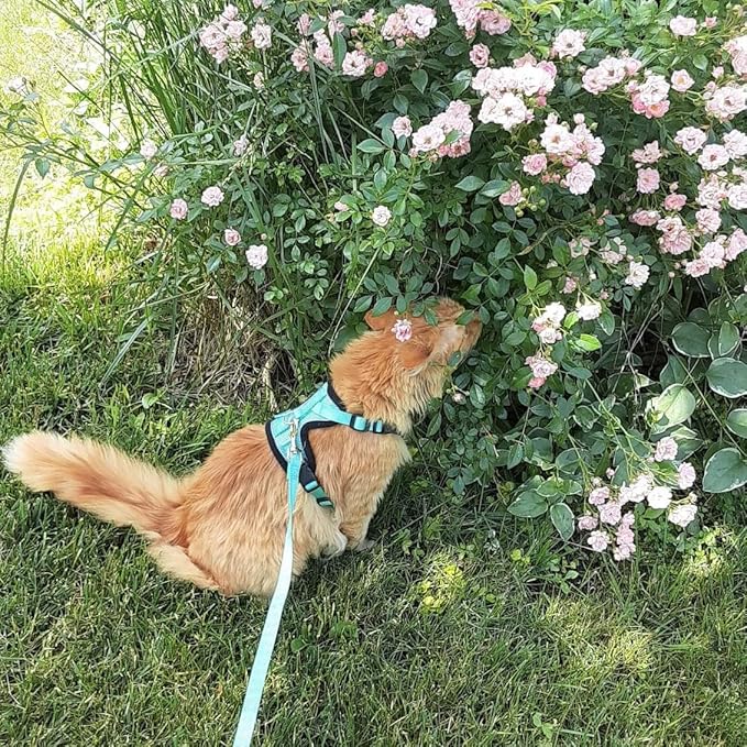 PUPTECK Cat Harness and Leash Set Escape Proof Reflective Cat Walking Harness Adjustable Soft Breathable Mesh Vest for Small Pets, Aquamarine, L