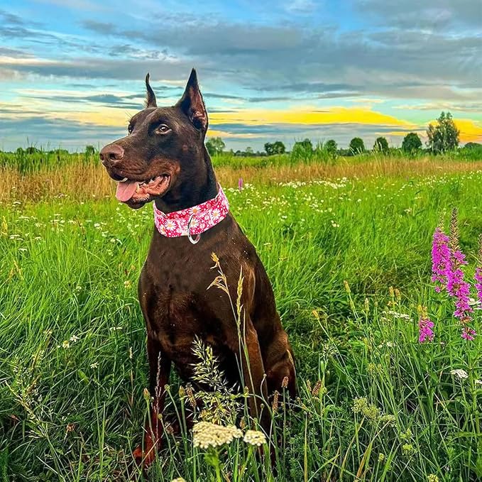 Martingale Dog Collar for Large/X-Large Dogs - Heavy Duty 1.5" Military Grade Nylon Collar with Red Daisy Floral Design, No-Slip Adjustable Training Collar Durable & Stylish (M)