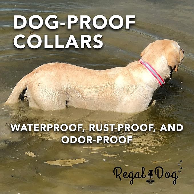 Regal Dog Products Small Black Heavy Duty Reflective Dog Collar with Durable Metal Buckle and D Ring Adjustable, Chew Proof & Waterproof Strong Small Dog Collar | Other Sizes for Medium & Large Dogs