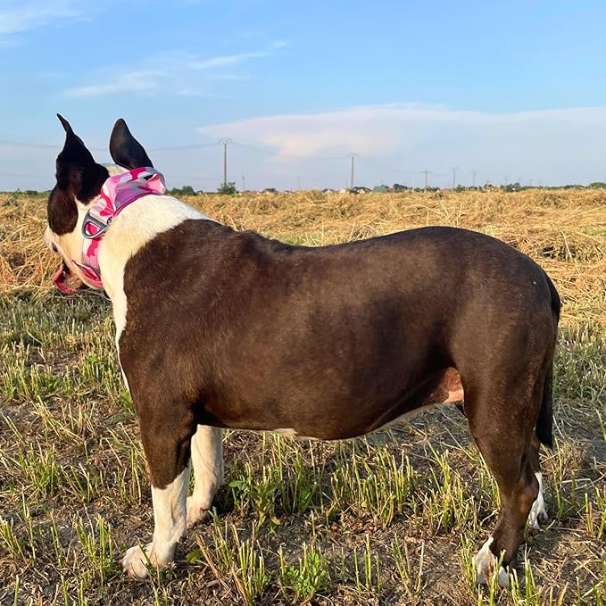 ADITYNA Heavy Duty Dog Collar for Medium Dogs - Camo Pink Collar with Handle for Training, and Walking - Wide, Thick, Tactical, Soft Neoprene Padded