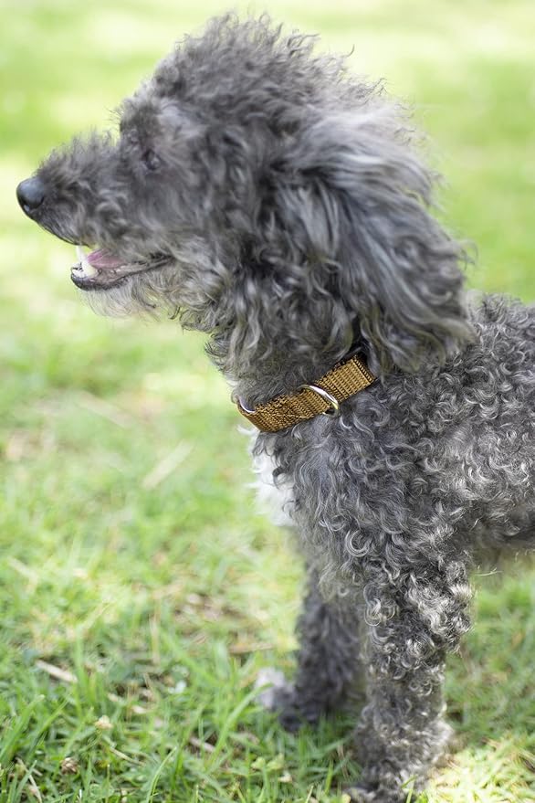 Country Brook Petz - American-Made Dog Collar for Large, Medium, and Small Dogs and Puppies - Deluxe Heavy Duty Nylon in 33 Dazzling Colors (2XS, 3/8 Inch Wide, Coyote Tan)