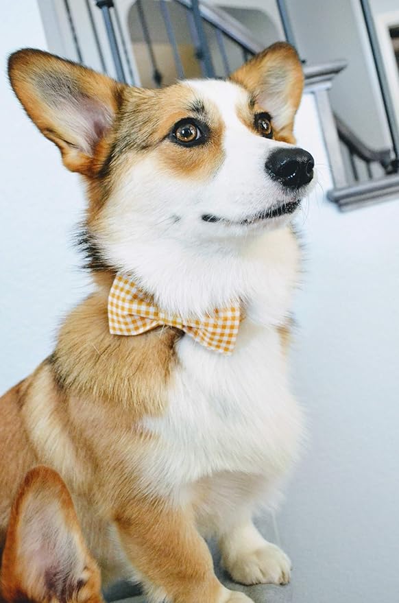 Lionet Paws Dog Collar with Bowtie, Durable Adjustable and Comfortable Collar for X-Small Dogs and Cats, Neck 8-12in