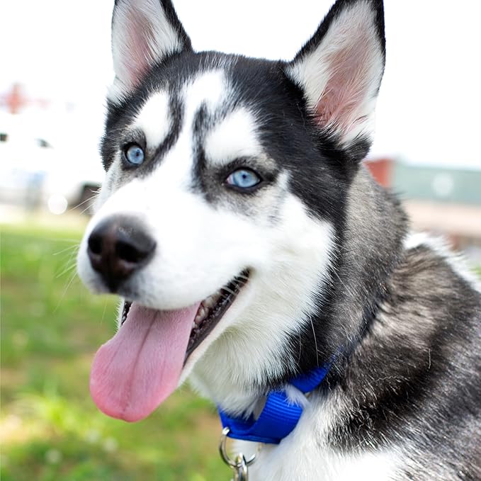 Country Brook Petz Martingale Dog Collar - Heavy-Duty Training Collar with No Buckle - Service Dog Collar for All Pups - Vibrant, Colorful Collection (Royal Blue, 1 Inch, Large)