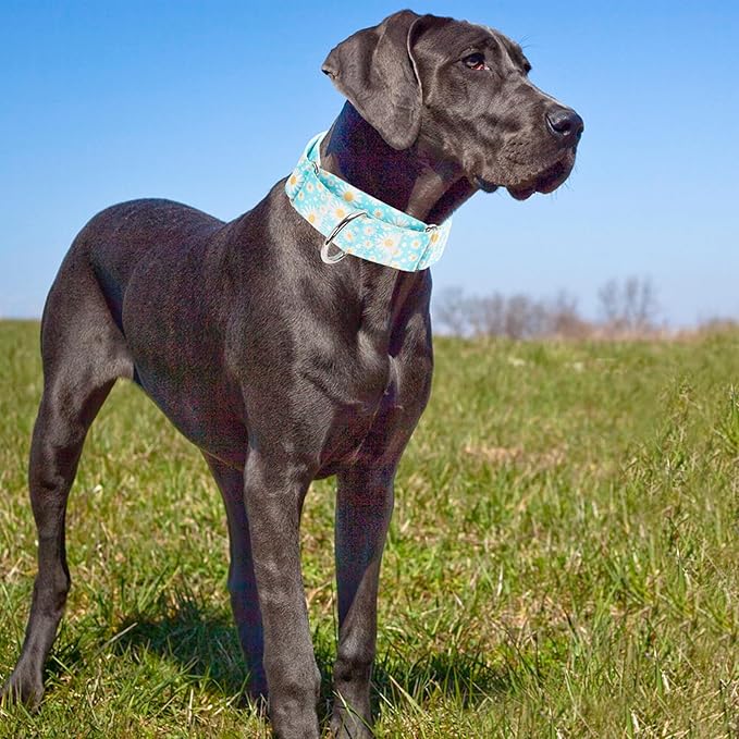1.5 Inches Wide Martingale Dog Collar, Heavy Duty Adjustable Collar with Rwith Blue Daisy Floral Design, Military Grade Strong Dog Collar for Large/X-Large Breeds (M)