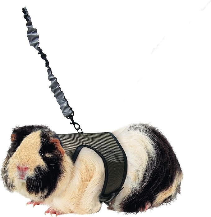 Kaytee Comfort Harness and Stretch Leash Large (Pack of 3)