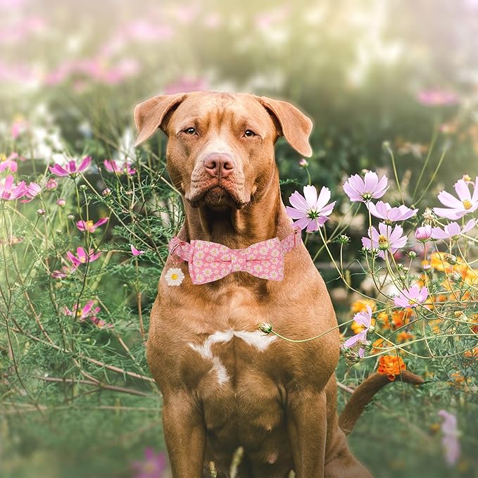 ADOGGYGO Floral Dog Collar with Bowtie, White Daisy Dog Flower Collar with Metal Buckle, Adjustable Pink Dog Floral Collars for Medium Large Dogs (Large)